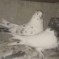 کبوتر کاشان|پرنده|اسکو, |دیوار