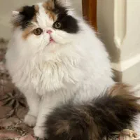 پرشین اگزوتیک کالیکو ون