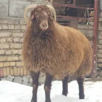 بره تخمی|حیوانات مزرعه|بلداجی, |دیوار