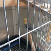 عروس هلندی سخنگو|پرنده|پرند, فاز ۶|دیوار