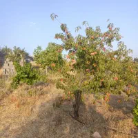 باغ شهر حسین آباد خان زنیان دشت ارژن|فروش زمین و ملک کلنگی|شیراز, شهرک جماران|دیوار