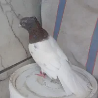 کبوتر کل ای|پرنده|برخوار, |دیوار