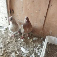 جوجه کفتر کله زرد|پرنده|رباطکریم, رباطکریم|دیوار