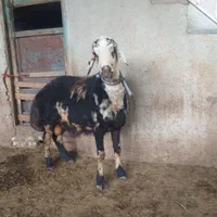 قوچ پلنگی میش بره بز|حیوانات مزرعه|کنگاور, |دیوار