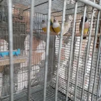 فنچ گلدین|پرنده|ساری, |دیوار