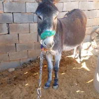 الاق گله ای|حیوانات مزرعه|اردل, |دیوار