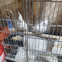 فروش سه جفت عروس مولد|پرنده|تهران, آهنگ|دیوار