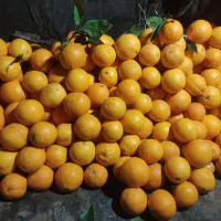نارنگی ضعیف و ضایعات وسنگ پا|حراج|ساری, |دیوار