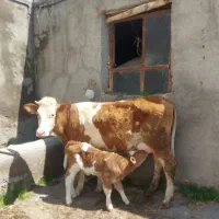 سیمنتال مونتی بیلیارد شیری .گوسالش ماده پرورشی.