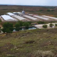 کارگر برای مرغداری مرغ مادر