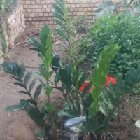 زاموفیلیا|گل و گیاه طبیعی|نیشابور, ده حلاج|دیوار