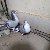 جفت دمگیر|پرنده|خمینیشهر, |دیوار