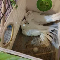 ملنگو،گرینجیگ،عروس مولدمعاوضه با متور سیکلت و نقره