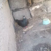 کبوتر زاغ نر ساعتی پرشی حراج حراج 200