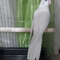 عروس هلندی آلبینو ماده