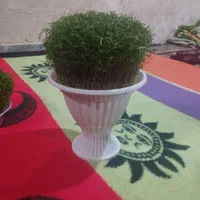 سبزه تپه ای و عروس داماد|گل و گیاه طبیعی|نورآباد, |دیوار