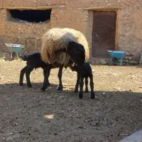 میش سه قلوزا|حیوانات مزرعه|شراء, |دیوار