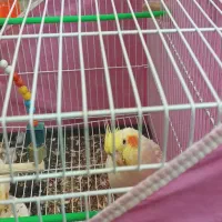 جفت عروس هلندی چشم شرابی