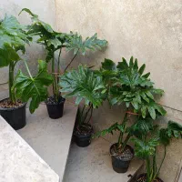 دونه 150اریکا 150