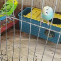 یک جفت مرغ عشق با بچه|پرنده|چهاربرج, |دیوار