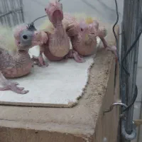 جوجه عروس هلندی خوشگل و زیبا|پرنده|شهریار, شهریار|دیوار