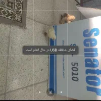 جوجه برهما طلایی اصیل|حیوانات مزرعه|اصفهان, شهرک ولیعصر|دیوار