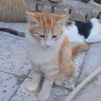 گربه