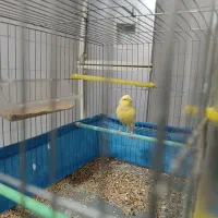 قناری نر جوان