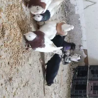 کبوتر فروش فوری|پرنده|سوق, |دیوار