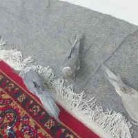 عروس هلندی|پرنده|شیراز, میانرود|دیوار