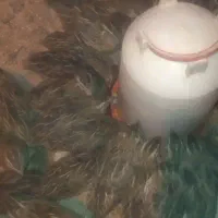 تخم بلدرچین نطفه دار جوجه بلدرچین و بلدرچین|حیوانات مزرعه|زاهدان, |دیوار