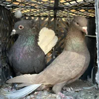 زاع دم سفید|پرنده|یزد, |دیوار