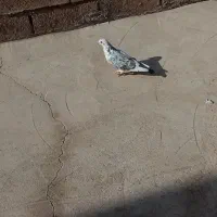 4عدد کبوتر|پرنده|مسجد سلیمان, |دیوار