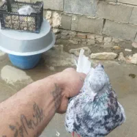 فروشی|پرنده|اسدآباد, |دیوار