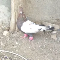کفتر