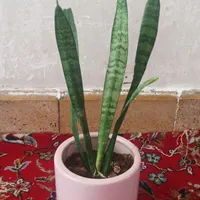 گل طبیعی|گل و گیاه طبیعی|سیرجان, |دیوار