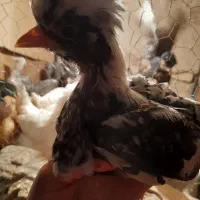 جوجه سلطان مرغ خروس زینتی