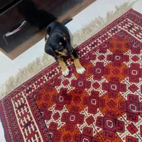 توله روتوایلر|سگ|تهران, افسریه شمالی|دیوار