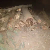 فروش درخت اکالیپتوس