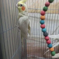 عروس هلندی لوتینو تخم گذار