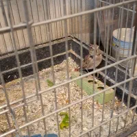 سهره ماده سهره خاکی|پرنده|کرمانشاه, |دیوار