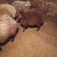 گوسفند بره دار