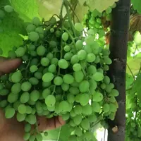 غوره قوره انگور عسگری (گل انگور)|خوردنی و آشامیدنی|رشت, پیرسرا|دیوار