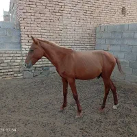 اسب|اسب و تجهیزات اسب‌سواری|بختگان, |دیوار