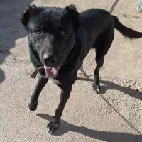 فروش دو قلاده سگ نژاد سرابی