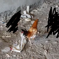 مجسمه خروس