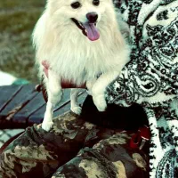 سگ پامرین نر