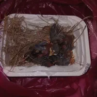 قناری محلی