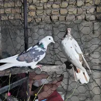 کبوتر|پرنده|چناران, |دیوار