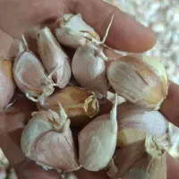 سیر‌|گل و گیاه طبیعی|پارس‌آباد, |دیوار